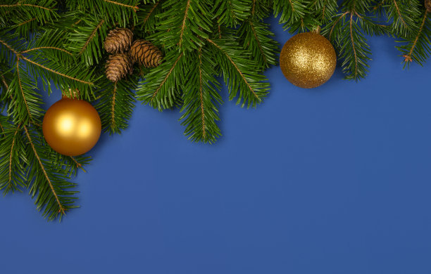 装饰新鲜的圣诞树树枝在蓝色图片下载
