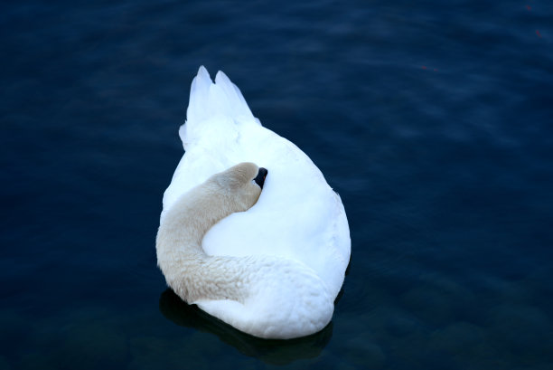 White swan sleeping on Limmat River at City of Zürich on a sunny late summer morning.图片下载