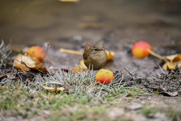 特写的欧亚鹪鹩鸟，Troglodytes Troglodytes，鸟歌唱在森林在春天图片下载