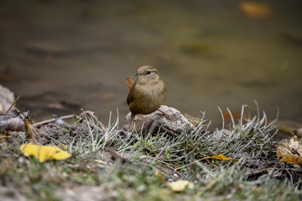 特写的欧亚鹪鹩鸟，Troglodytes Troglodytes，鸟歌唱在森林在春天图片下载