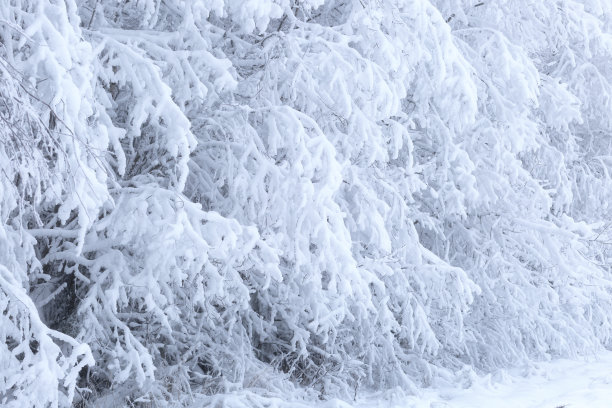 冬天的背景。图片下载