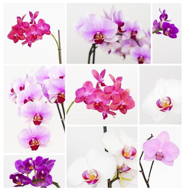 装饰兰花收藏图片下载