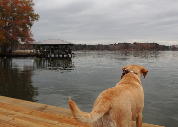 一只黄色的拉布拉多猎犬站在湖边的码头上图片下载