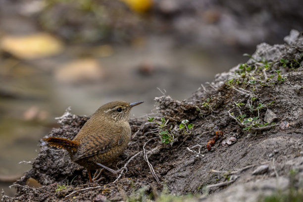 特写的欧亚鹪鹩鸟，Troglodytes Troglodytes，鸟歌唱在森林在春天图片下载