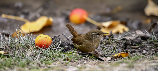 特写的欧亚鹪鹩鸟，Troglodytes Troglodytes，鸟歌唱在森林在春天图片下载