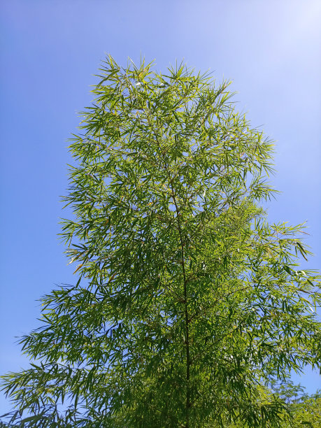 布鲁米纳竹图片下载