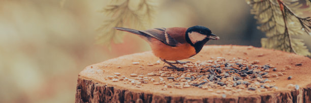 大山雀，大山雀，正在吃人造喂鸟器里的葵花籽。图片下载
