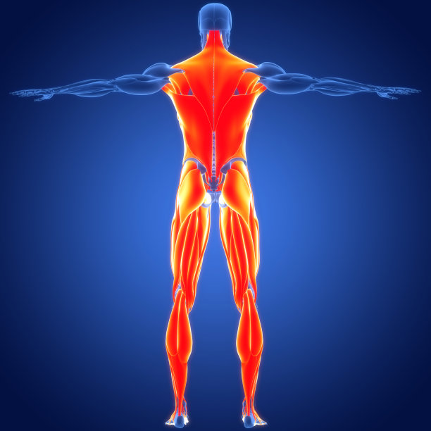 人体肌肉系统躯干和腿部肌肉解剖图片下载