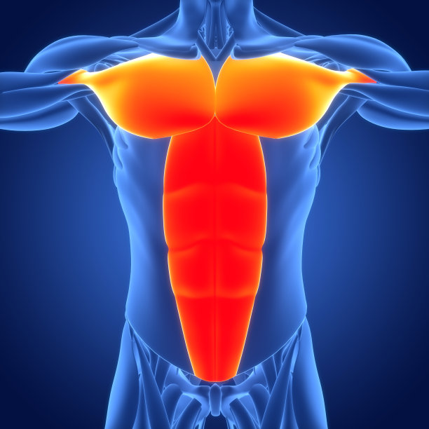 人体肌肉系统躯干肌肉胸肌和腹直肌解剖学图片下载