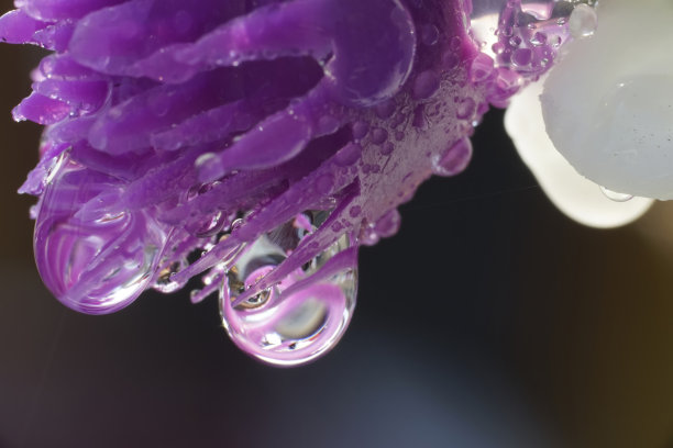 紫色亮片图片下载