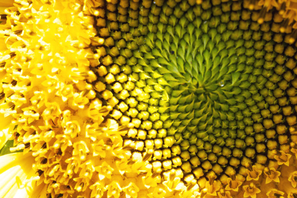 盛开的向日葵特写图片下载