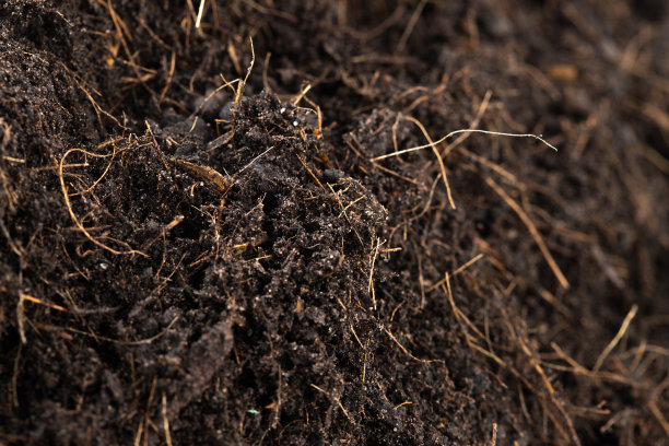 黑色肥料土壤准备种植，良好的有机土壤与根园艺耕作，桩设置纹理细节土壤与根灰尘脏。封闭白色背景上的选择性聚焦图片下载