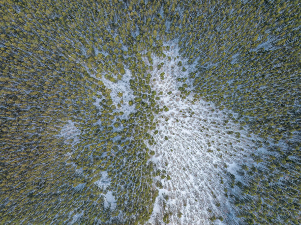 冬季松林的鸟瞰图。积雪覆盖的松树的俯视图。美丽的冬季森林景观。图片下载