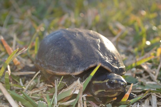 海龟在靠近湖边的草丛中行走图片下载