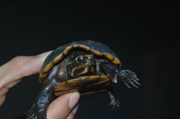 乌龟握在手里图片下载