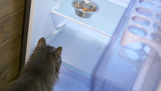 猫往冰箱里看，冰箱的架子上有一碗他的食物。在家喂猫。家猫的生活在一个舒适的家与他们的主人。照顾宠物，比如猫。图片下载