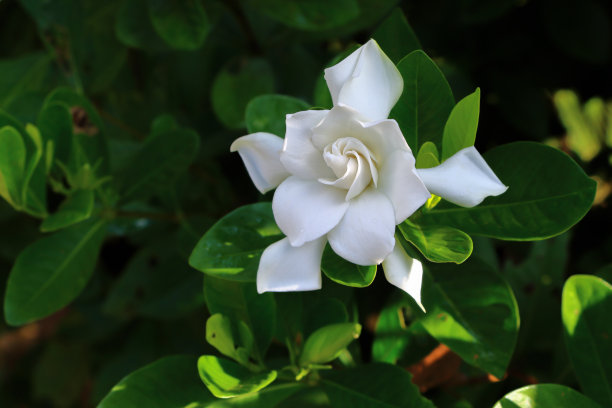 有叶子的白色花栀子花。图片下载