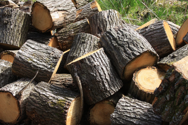 森林里刚砍下的木桩图片下载