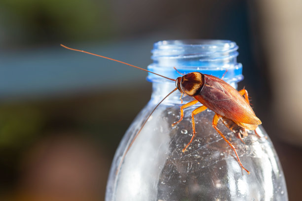 蟑螂在水瓶上，蟑螂在室内肮脏的地板上，都需要检测，而且蟑螂还会把细菌传染给人类。图片下载