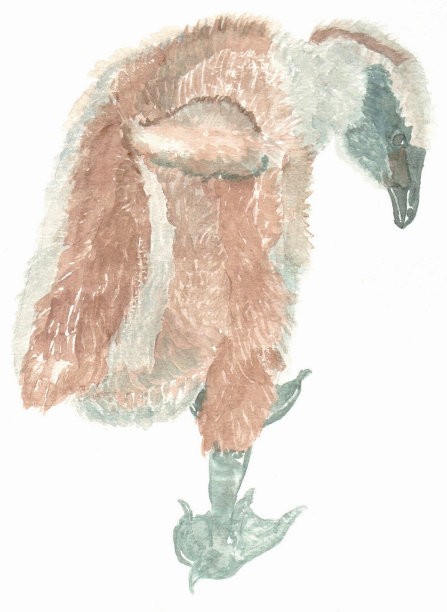 澳大利亚本土鸟类，年轻的海角贫瘠的鹅图片下载