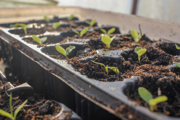 温室里生长的小生菜图片下载