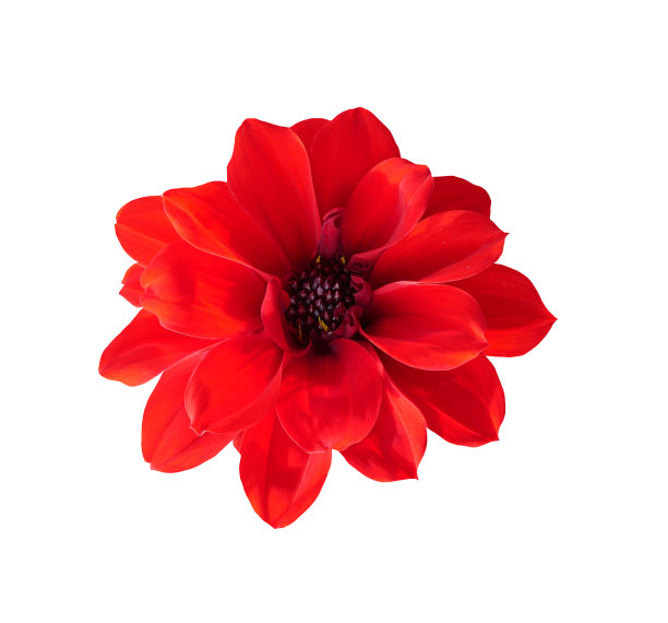 花孤立在白色背景上。图片下载