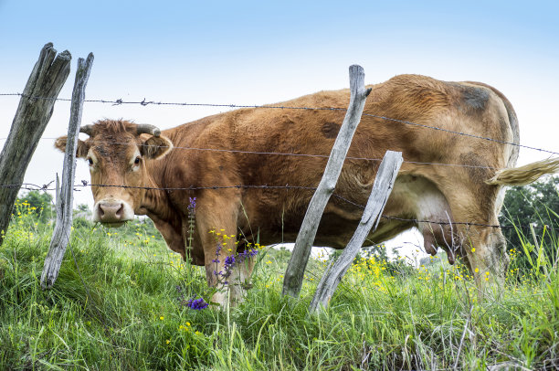 牛在铁丝网后面图片下载
