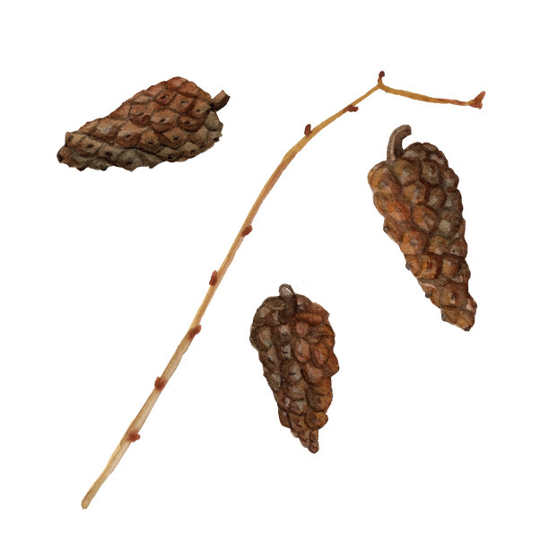水彩画的松果与分支孤立的白色背景。自然风格的松果插图，图片下载