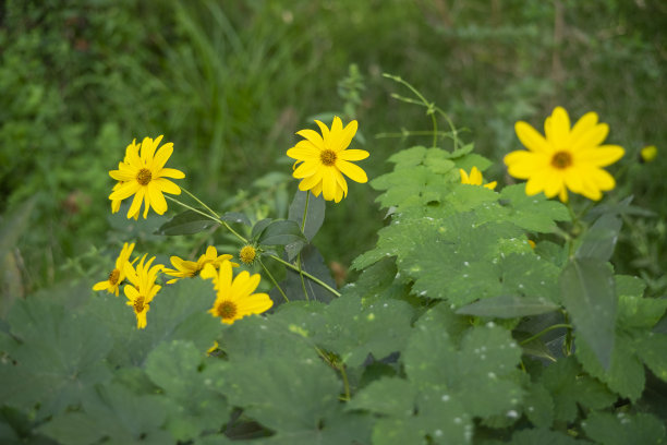 一个漂亮的黄色向日葵花的特写镜头。图片下载