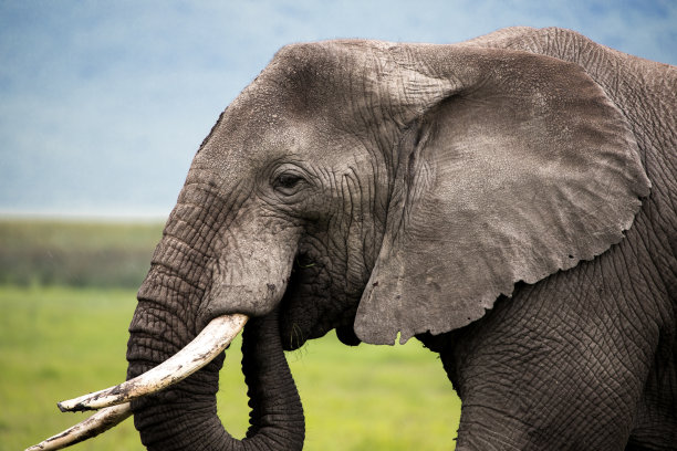 非洲坦桑尼亚恩戈罗恩戈罗保护区的大象，近距离进食。图片下载