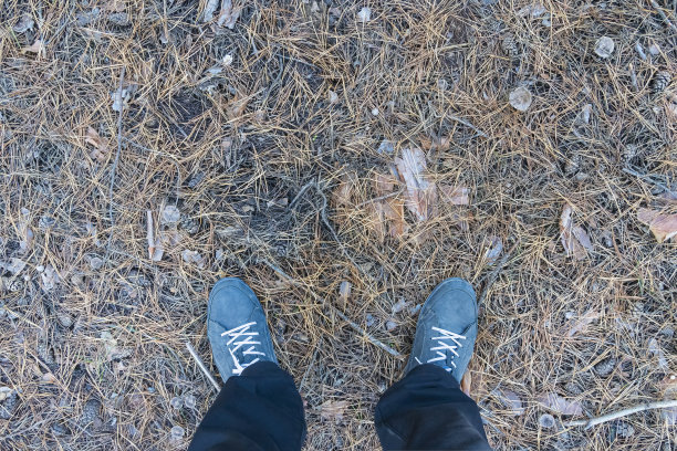 游客的脚在冷杉针上图片下载