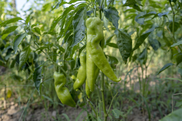 有机辣椒品种种植在花园里图片下载