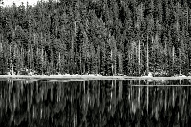 密密的树木和它们在部分冻结的湖中的倒影的灰度镜头图片下载