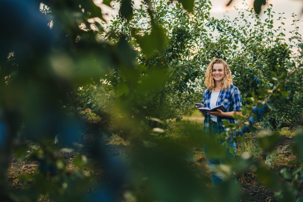 卷毛女农民用智能手机上的应用程序监测果园的温度和湿度。有机蔬菜种植。业务技术。现代的食品。现代农业，收获。经营农业园林。图片下载