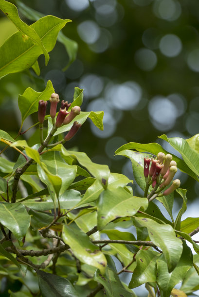 丁香准备收割了图片下载