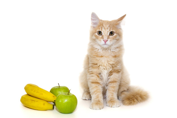 小红猫坐在水果旁边图片下载