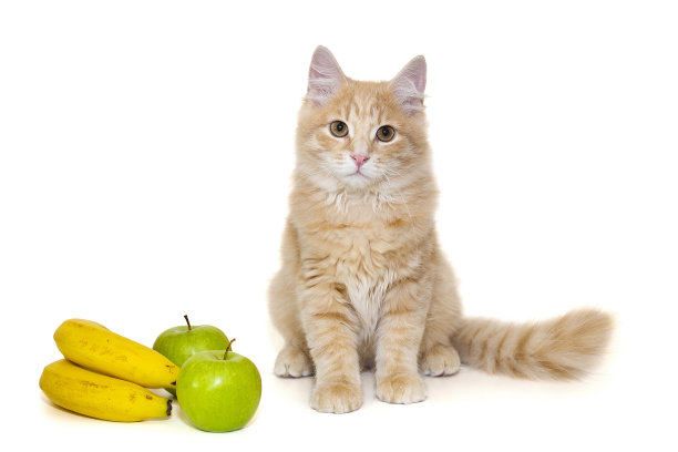 小红猫坐在水果旁边图片下载