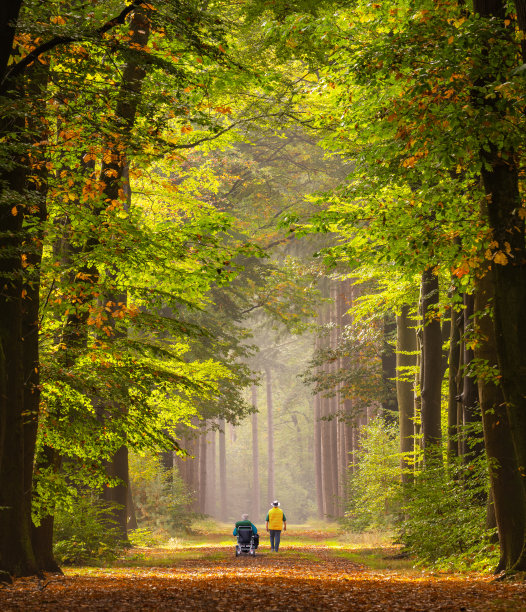 老年轮椅使用者和老年男子在树林林荫道的后视图在秋天的颜色与雾中的步道。图片下载