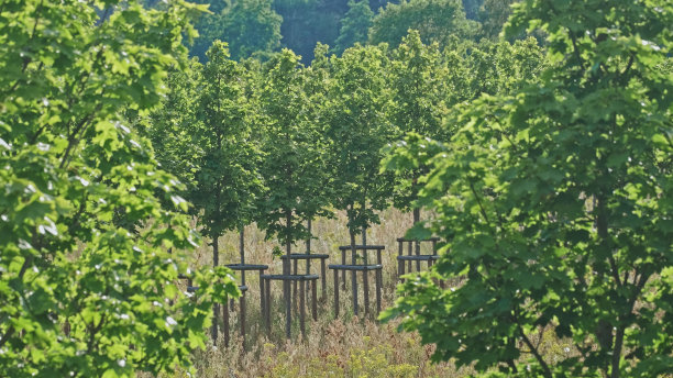 幼树树篱与保护围栏在苗圃图片下载