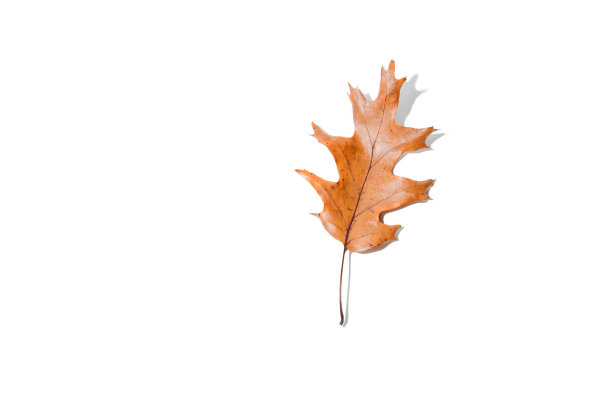 秋天的黄橡树叶子，白色背景上有孤立的影子。俯视图图片下载