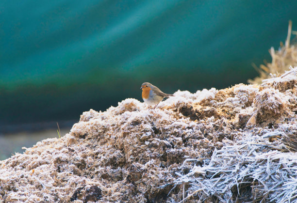欧洲知更鸟，Erithacus rubecula，在积雪的粪堆上寻找食物图片下载