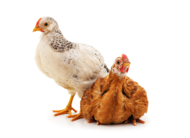 两只棕色和白色的鸡。图片下载