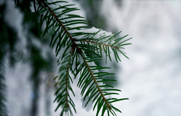 被雪覆盖的云杉树枝特写在白雪皑皑的森林背景下。图片下载