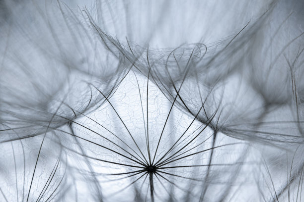 绒毛特写图片下载