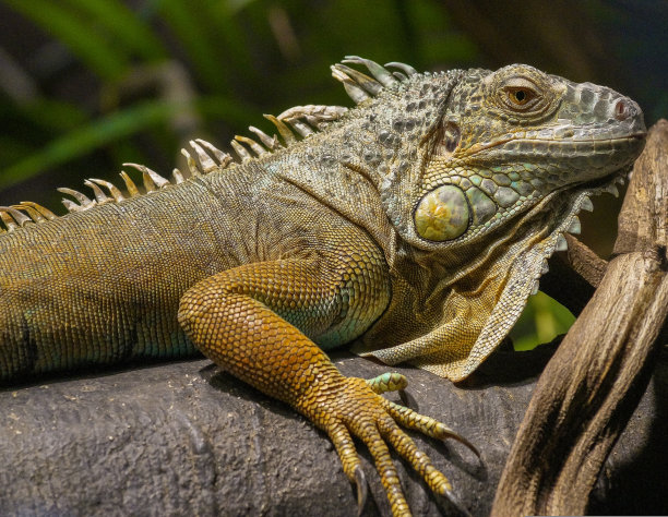 树干上的鬣蜥特写图片下载