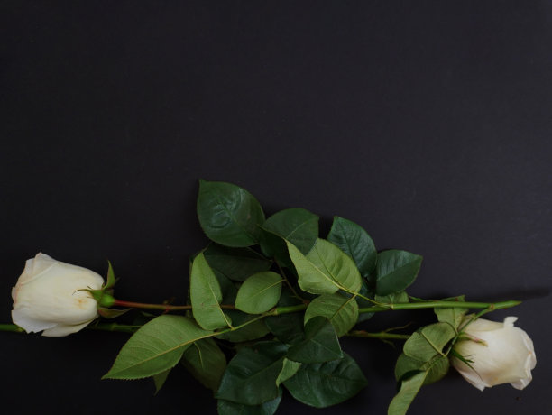 葬礼或守灵邀请白玫瑰。也可以作为横幅吗图片下载