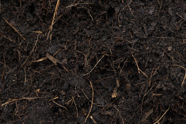 黑色肥料土壤准备种植，良好的有机土壤与根园艺耕作，桩设置纹理细节土壤与根灰尘脏。封闭白色背景上的选择性聚焦图片下载