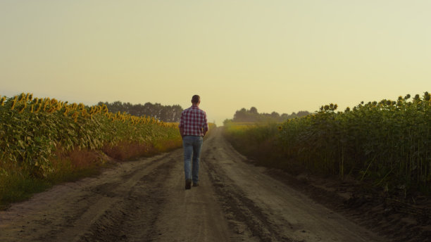 农民步行田路后视图。农学家检查向日葵种植园图片下载