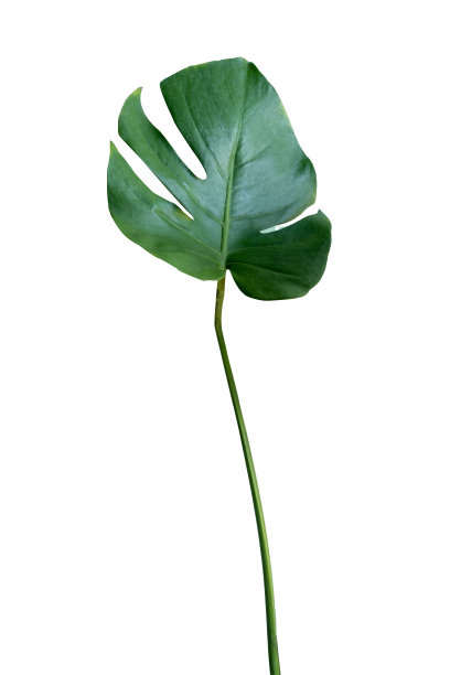 新鲜的叶子的怪物植物躺在孤立的白色背景与复制空间和剪辑路径。图片下载