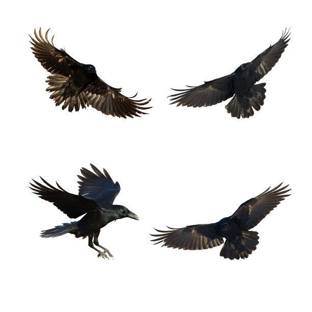 鸟类飞行乌鸦孤立在白色背景乌鸦。万圣节——四只鸟混在一起图片下载